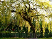 29th Nov 2012 - Banks of green willow
