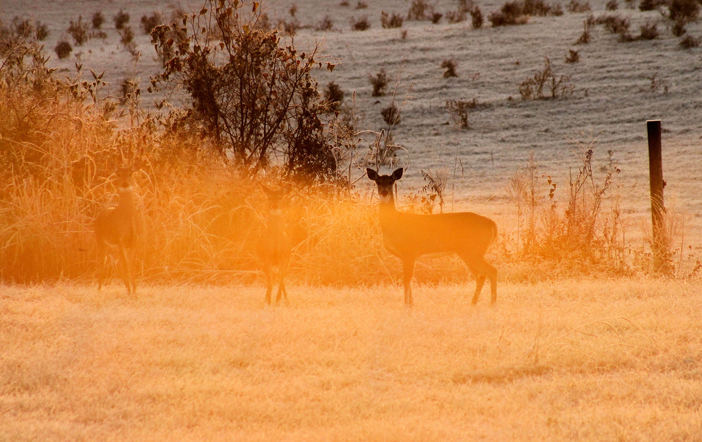 Deer in the morning sun by cjwhite