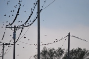 9th Nov 2012 - Birds!