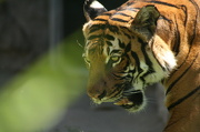 29th Nov 2012 - Tiger