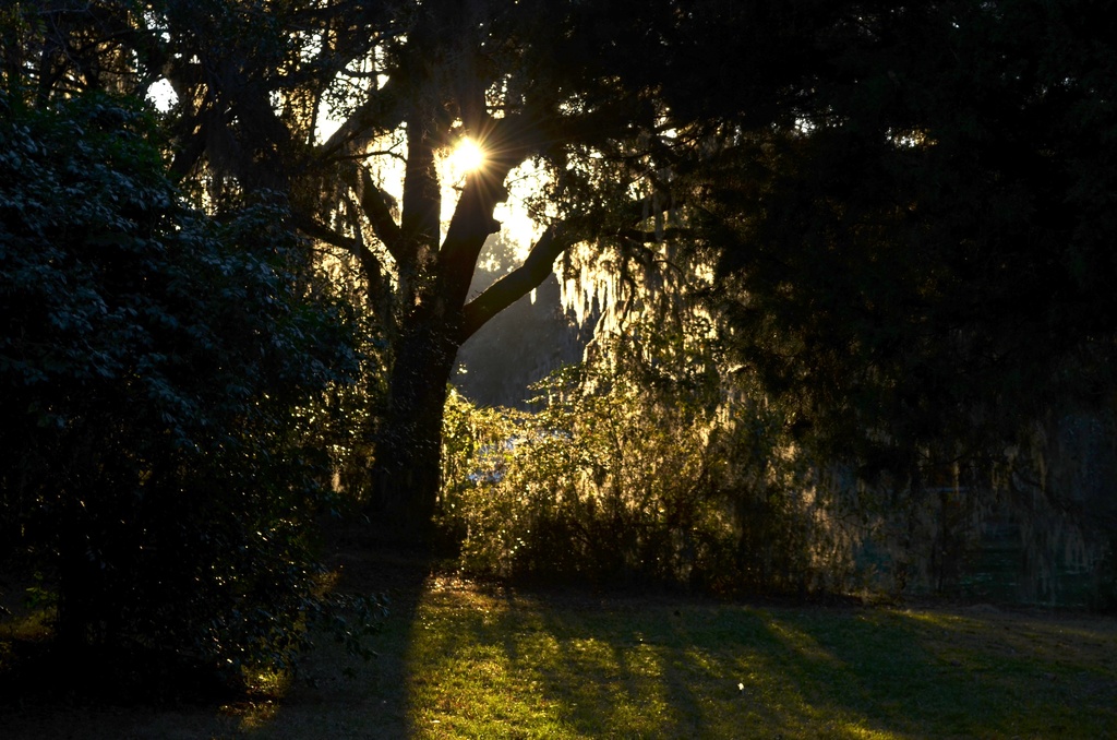 Late afternoon backlighting on Spanish moss and live oaks, Charles Towne Landing State Historic Site, Charleston, SC by congaree