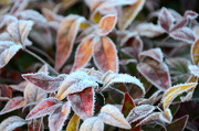 29th Nov 2012 - Frost on Nandina