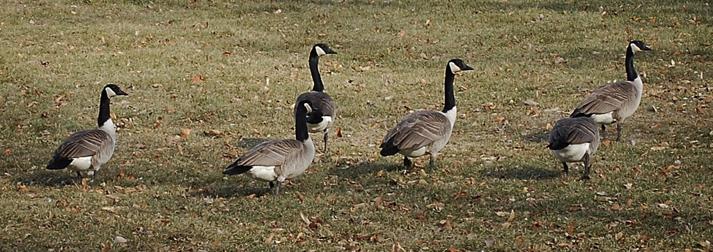 Geese by dakotakid35