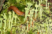 21st Nov 2012 - Cup lichen (Cladonia sp.) and a slug