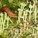 Cup lichen (Cladonia sp.) and a slug by annelis