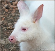 30th Nov 2012 - Albino Wallaby
