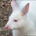 Albino Wallaby by carolmw
