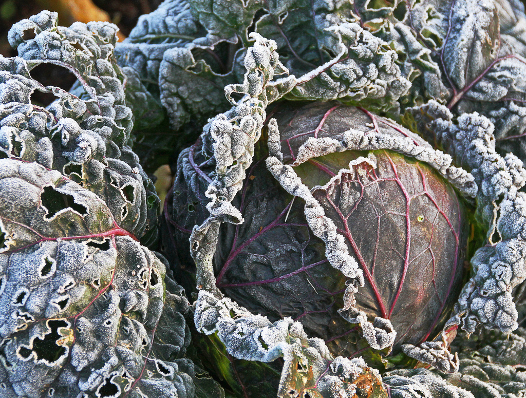 frosted cabbage by jantan