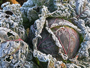 28th Nov 2012 - frosted cabbage
