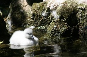 21st Jul 2010 - Black-necked Swan