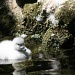 Black-necked Swan by kerristephens
