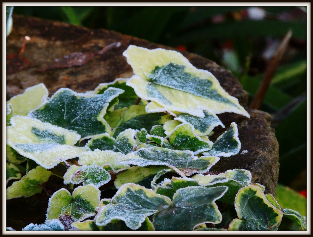 Frosted Ivy by rosiekind