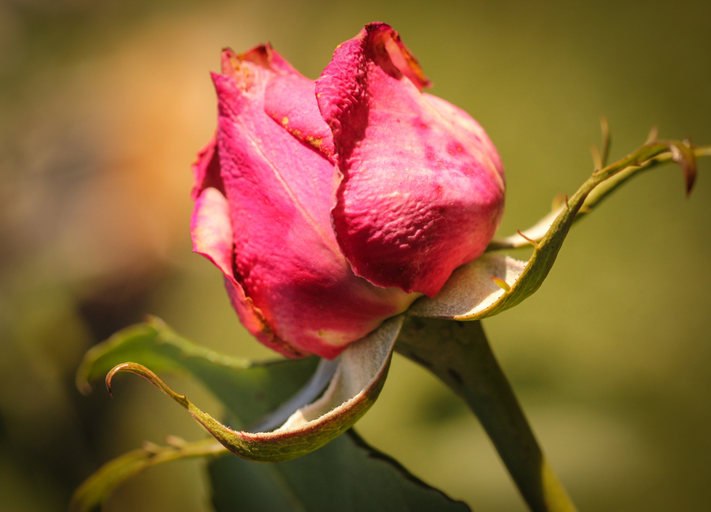 Last Rose of Summer by cdonohoue