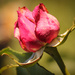 Last Rose of Summer by cdonohoue