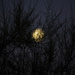 The moon & trees by mattjcuk