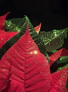 30th Nov 2012 - Sparkeling and glittering poinsettia