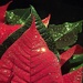 Sparkeling and glittering poinsettia by cocobella