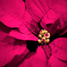Pink Poinsettia by kwind