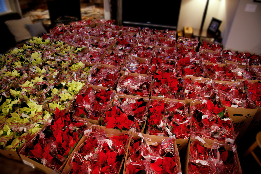 Just Under 450 "WRAP"ped Poinsettias by kwind