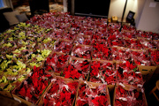 30th Nov 2012 - Just Under 450 "WRAP"ped Poinsettias