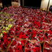 Just Under 450 "WRAP"ped Poinsettias by kwind