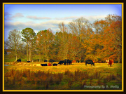 19th Nov 2012 - Rural USA