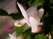 30th Nov 2012 - One flower of the  Epiphyllum ( Cactus )