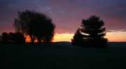 1st Dec 2012 - Sunrise Behind The willow