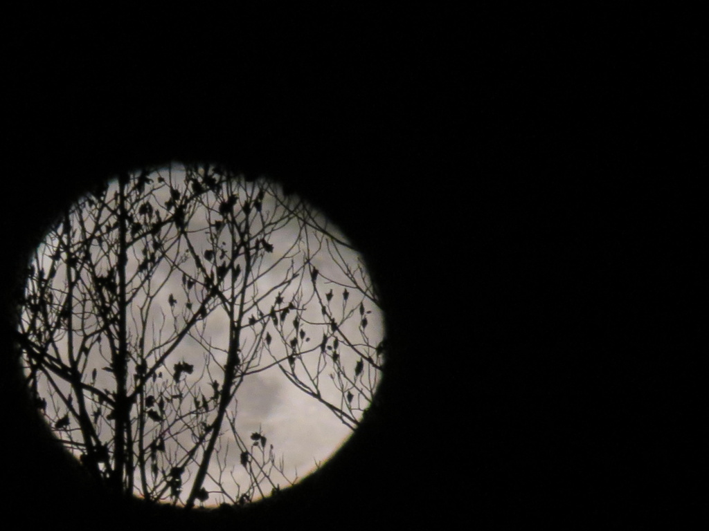 Silhouette Moon by grammyn