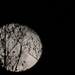 Silhouette Moon by grammyn