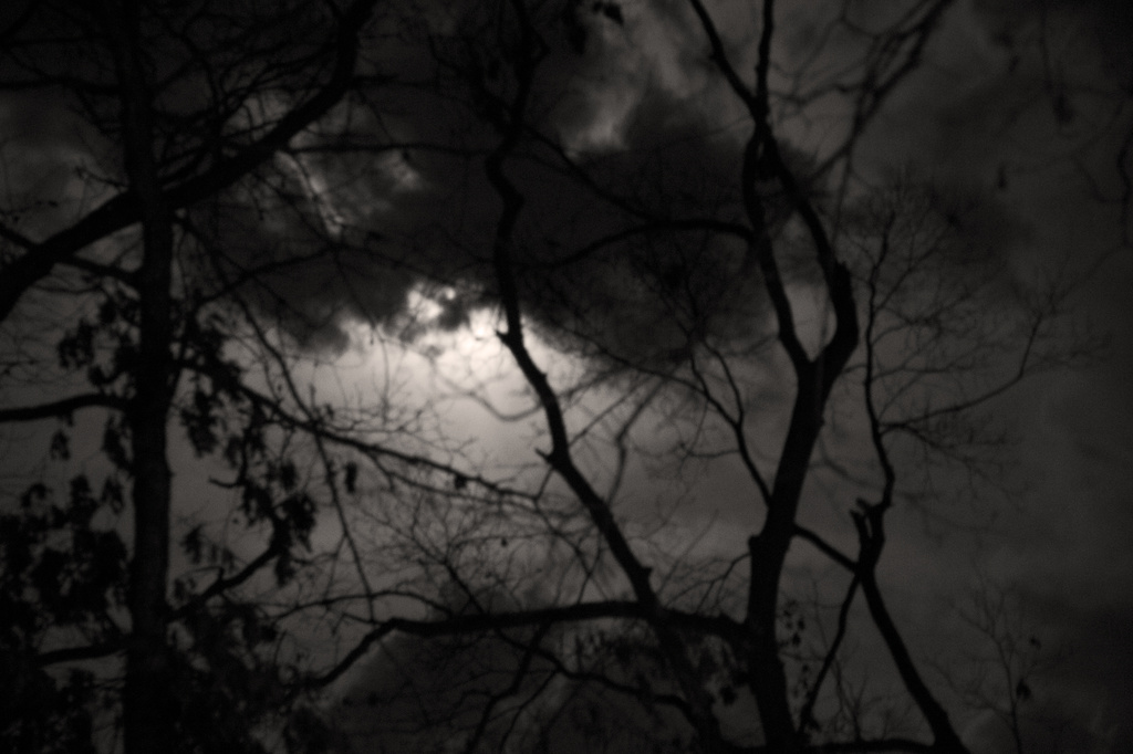 Moon Behind Trees by hjbenson