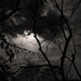 Moon Behind Trees by hjbenson