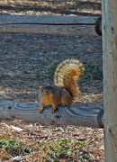 27th Nov 2012 - A squirrel in the park