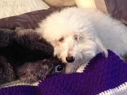 30th Nov 2012 - Snuggle Puppy