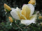 30th Nov 2012 - Raindrops on Roses