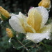 Raindrops on Roses by pasadenarose
