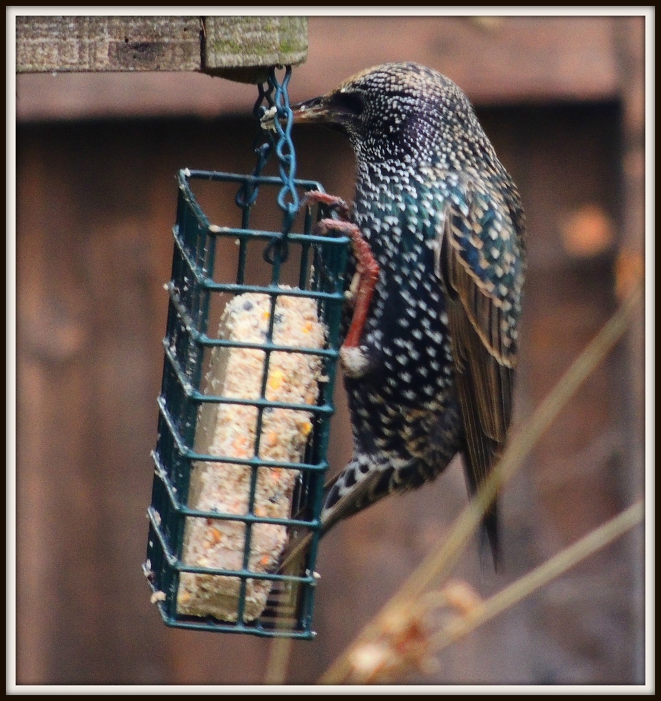 Starling having a tasty meal by rosiekind