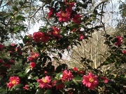 30th Nov 2012 - Sasanqua camellias
