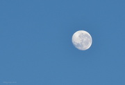 1st Dec 2012 - Morning Moon
