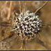 Frosted Eryngium seed head by judithdeacon