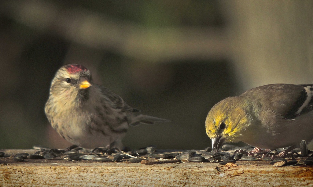 Redpoll Says Hello by sunnygreenwood