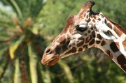1st Dec 2012 - Giraffe