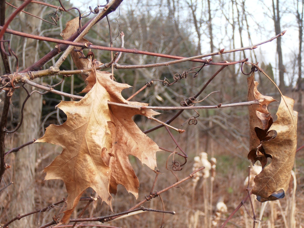 December Leaves by julie