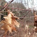 December Leaves by julie