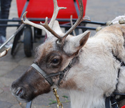 1st Dec 2012 - Reindeer