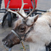 Reindeer by dakotakid35
