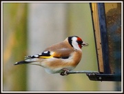 2nd Dec 2012 - Goldfinch