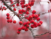 2nd Dec 2012 - Winter's Fruit 