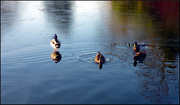 2nd Dec 2012 - Ducks in a row