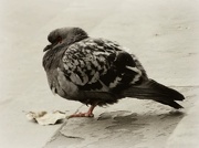 2nd Dec 2012 - Poor grumpy pigeon